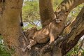24 Oeganda, Queen Elizabeth NP, leeuw